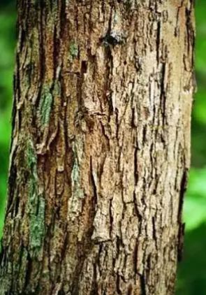 黄檀和黄花梨的区别,买天然正品黄花梨