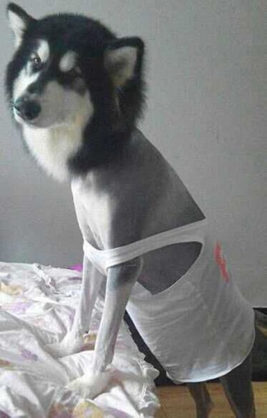 为什么哈士奇那么二,为什么哈士奇号称二哈