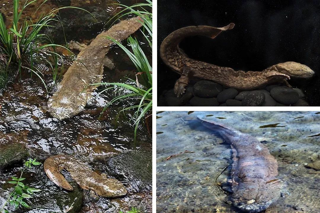 1.5亿年前的娃娃鱼，3000公里寻根的中华鲟，或因人类而灭绝