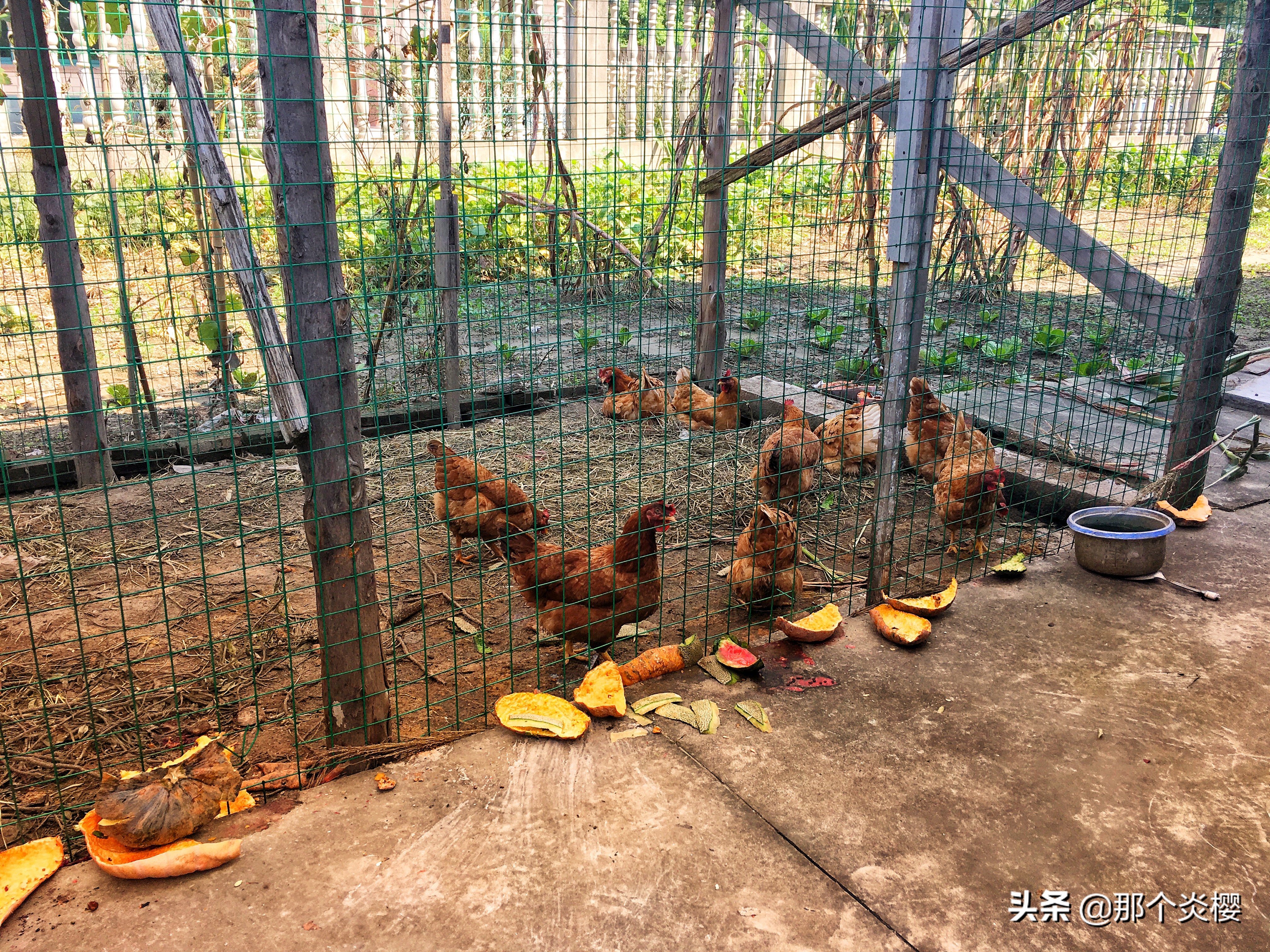 上海崇明农家乐三天二夜推荐,平凡生活琐碎日常油盐酱醋茶