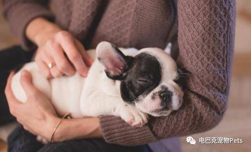 蚊子咬狗,蚊子也咬脚么