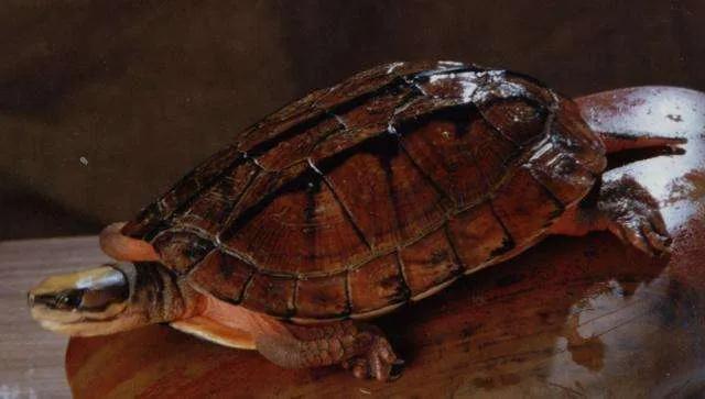 国龟之美黄喉,国龟的魅力