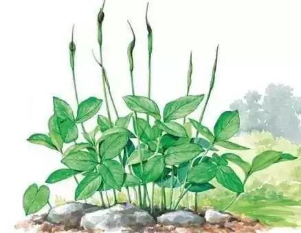 玉米地里很高的草,玉米和杂草对比图