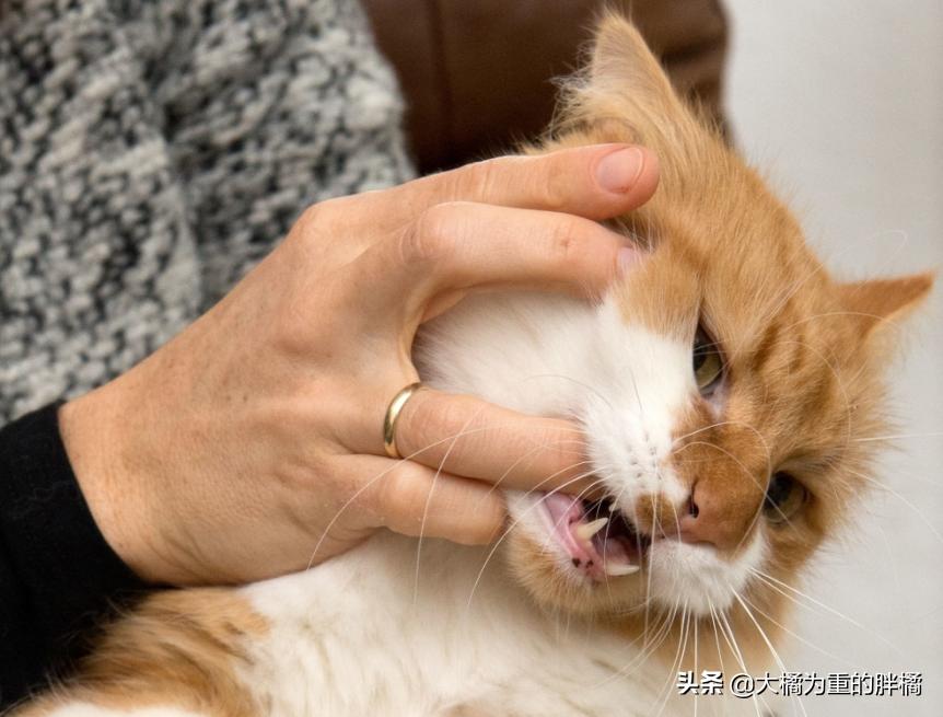 猫咪突然咬你的鞋子很凶,猫咪突然咬你脸
