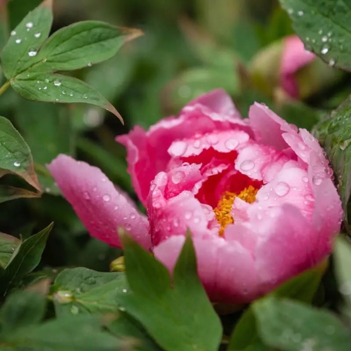 谷雨三天看牡丹的传说,谷雨三朝看牡丹的句子