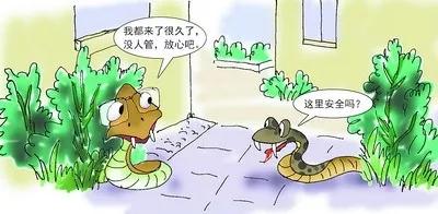 湖南惊现巨型眼镜蛇,惊现巨型眼镜蛇