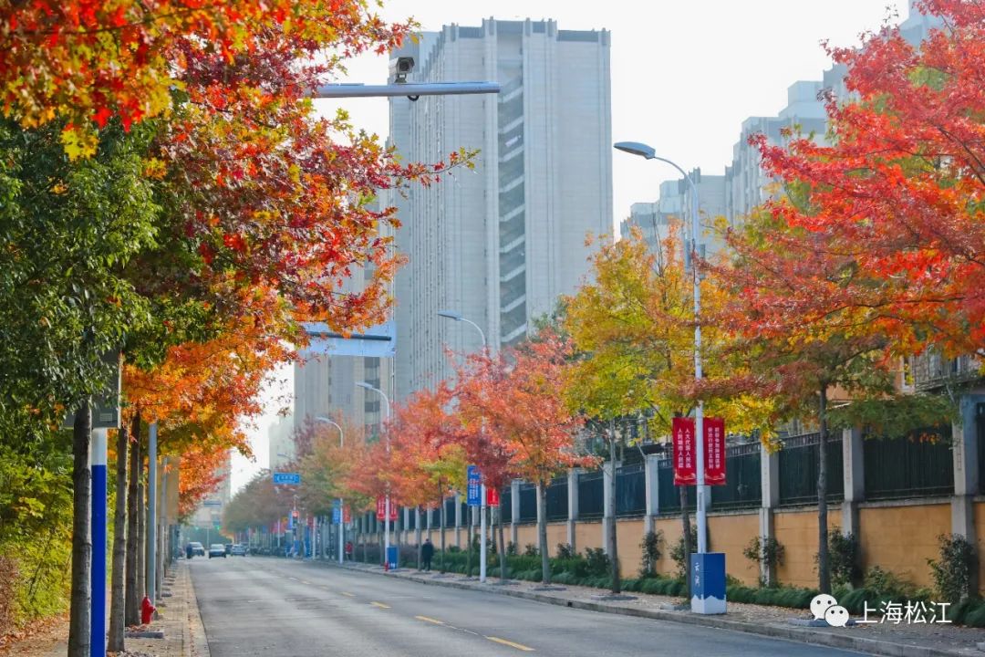 深秋回暖，安排！沪上各区的深秋美景，你准备好打卡了吗？