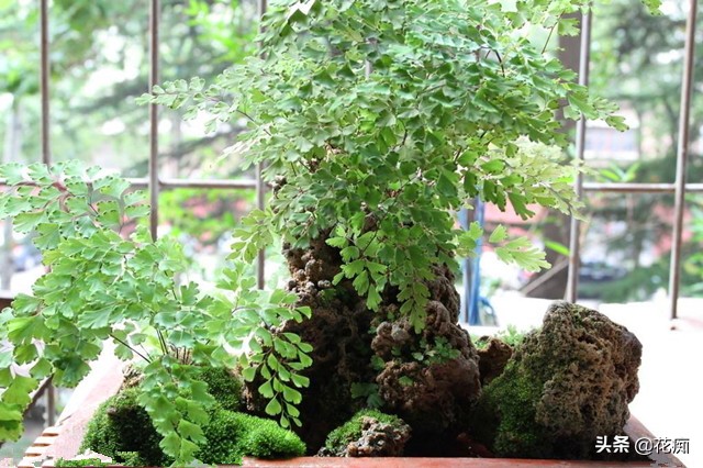 上水石上面栽什么植物好看,上水石上的绿植挡住了好吗