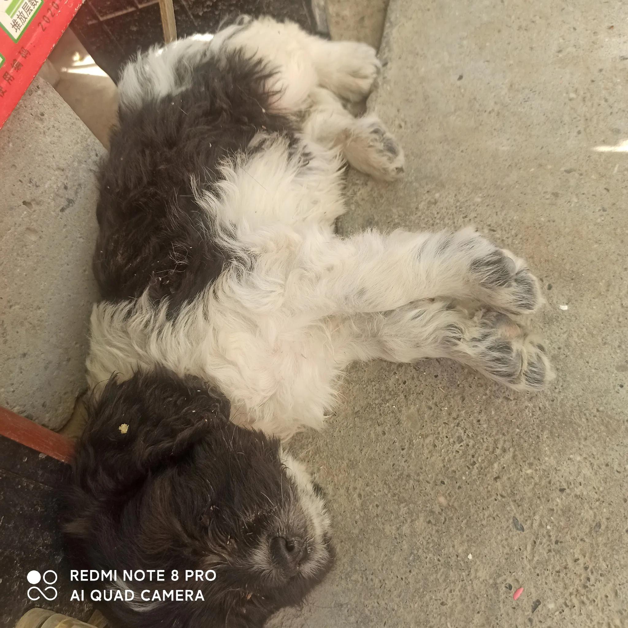 我的妈呀！2600块买来的史宾格，养了不到两周就丢了