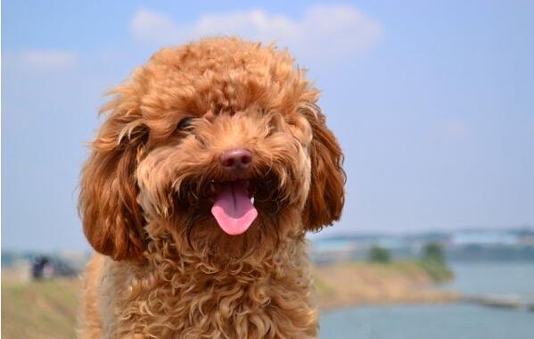 泰迪泪痕毛要剪掉吗,幼犬泰迪泪痕臭臭的