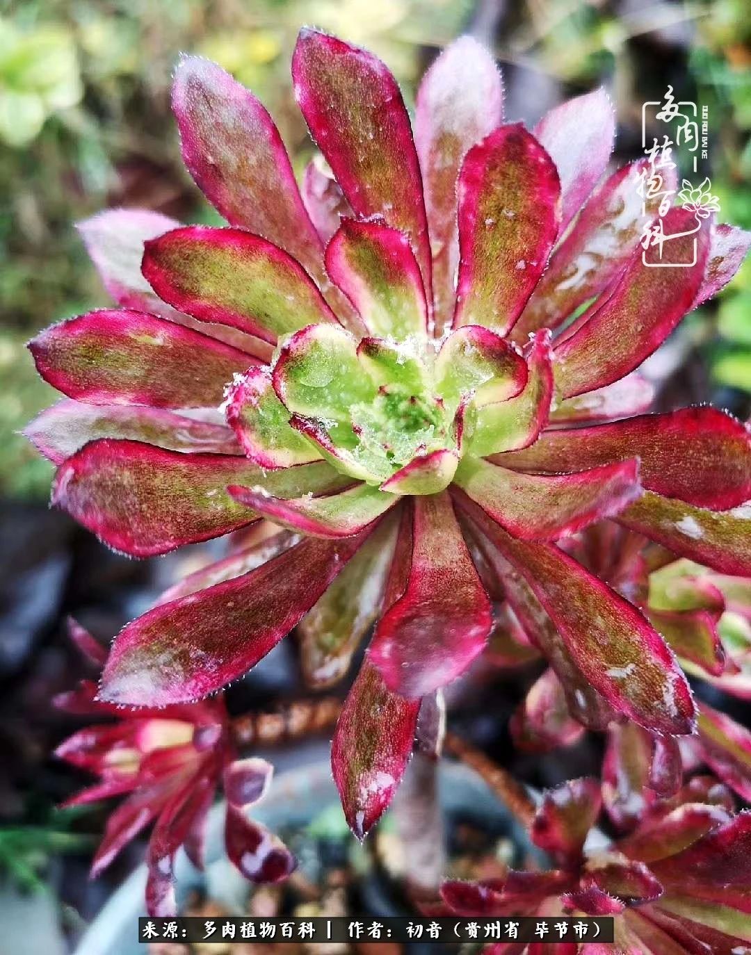 和多肉共度美好时光,与多肉一起成长