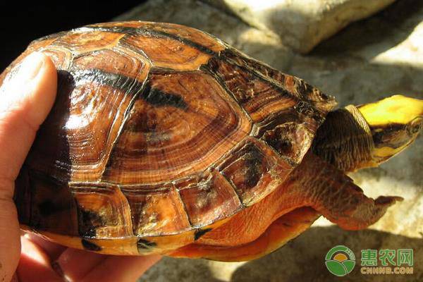 2023年金钱龟苗多少钱,金钱龟养殖技术近期行情