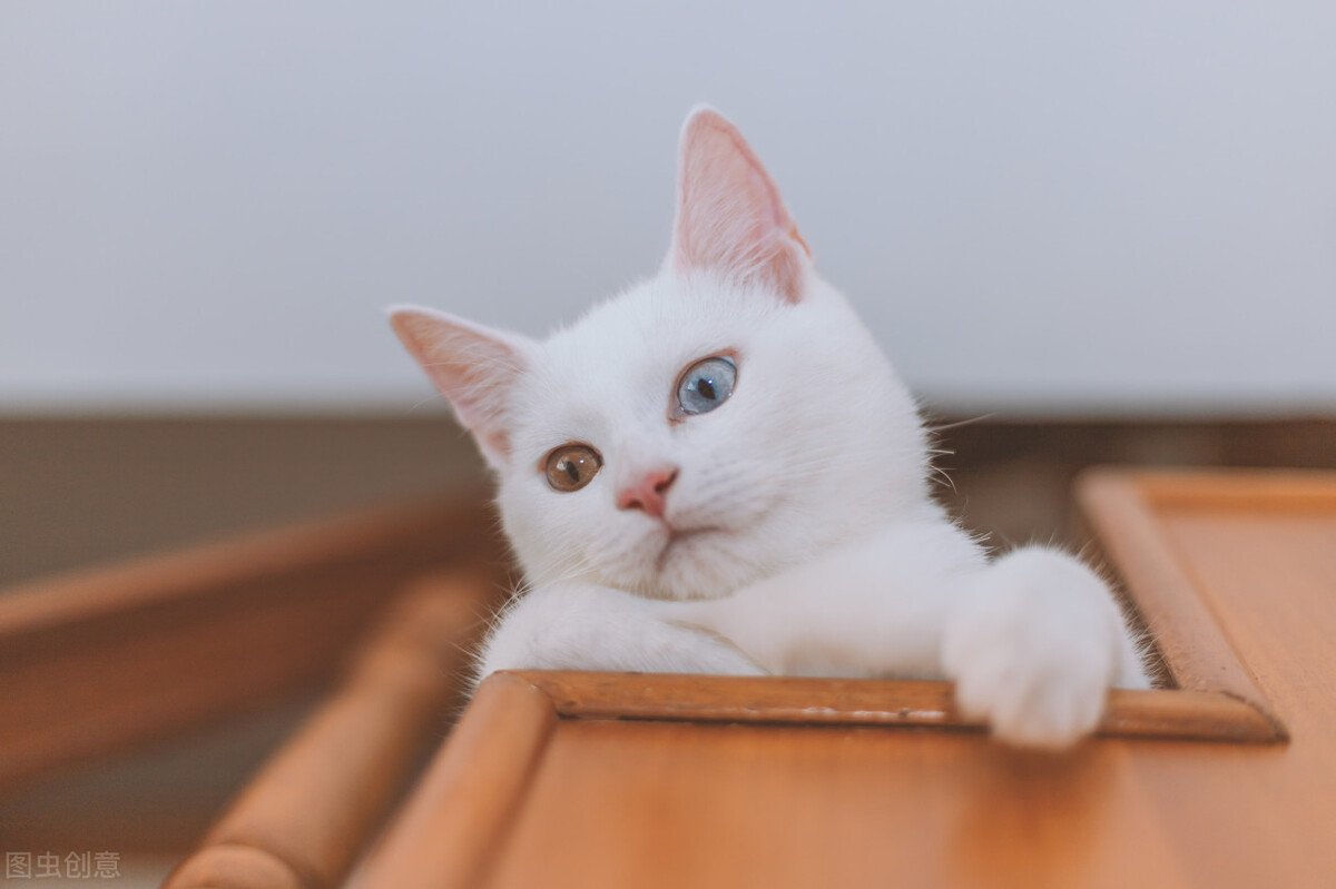 养哪种宠物猫又好又便宜又好养,新手养什么猫比较好便宜又好养