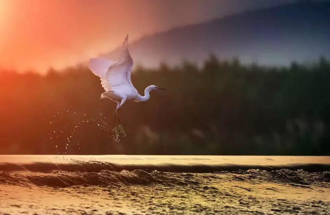 碧桂园山河一品规划图,碧桂园三期山河一品