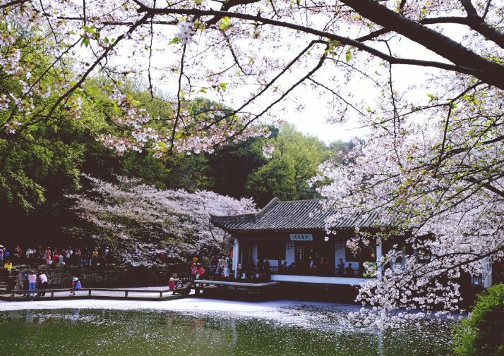 全球最大的樱花基地,全球最大樱花基地赏花时节已至