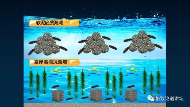 除了能提高人体免疫力，这个“肥宅”还是海底清道夫