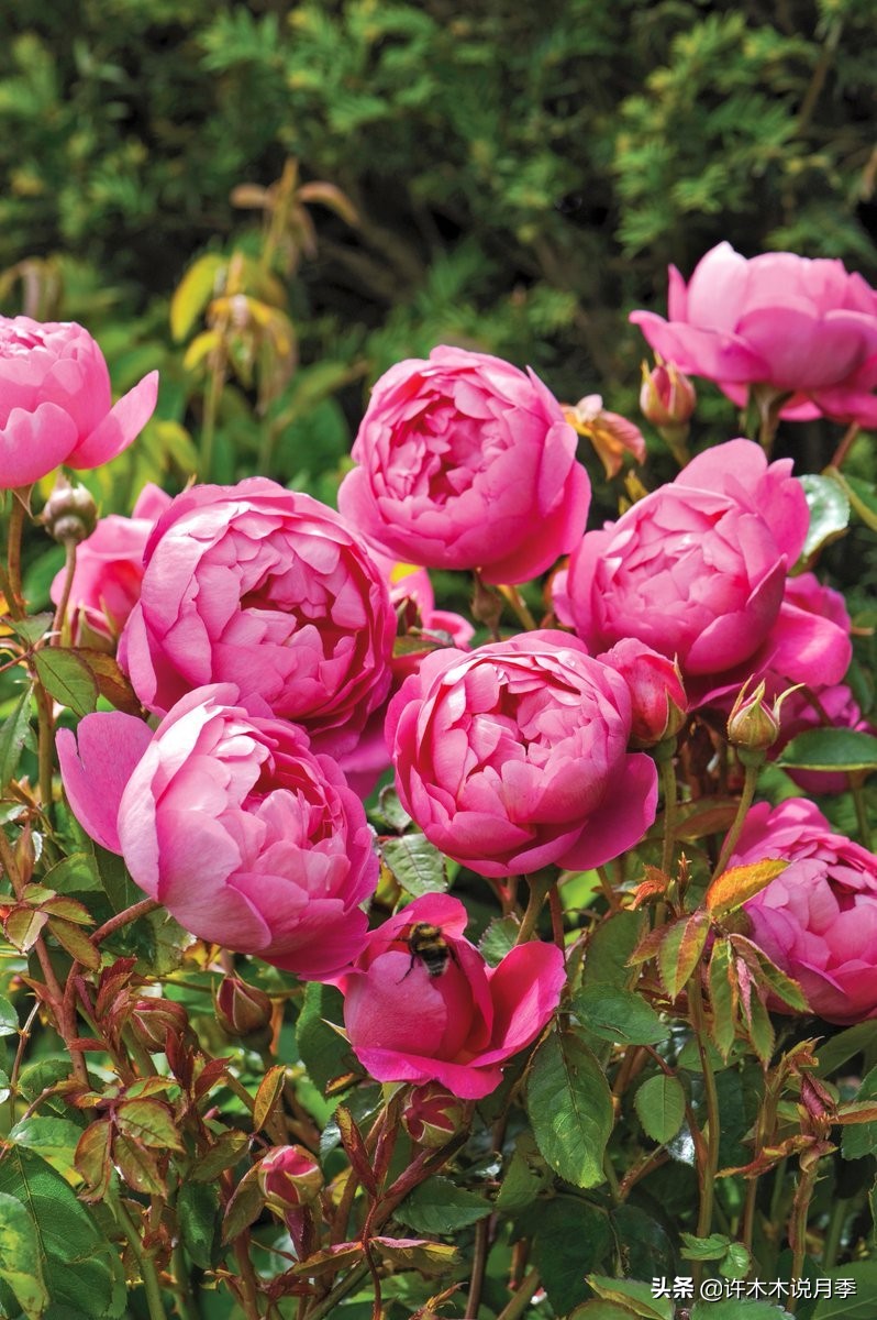 大花月季名贵月季十大品种,月季大花浓香好养的品种