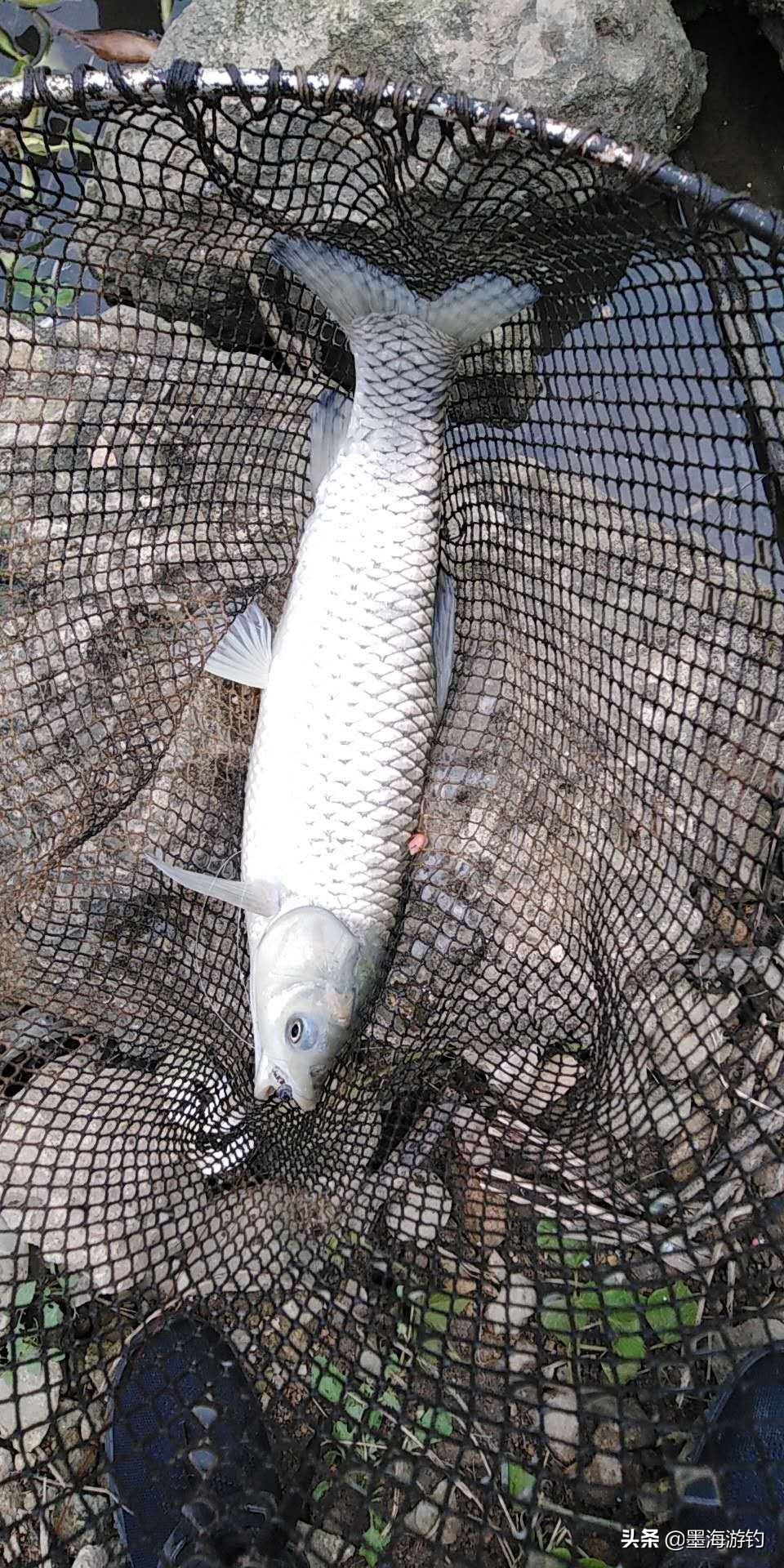 五一假期野钓鲫鱼,五一钓草鱼用什么饵料