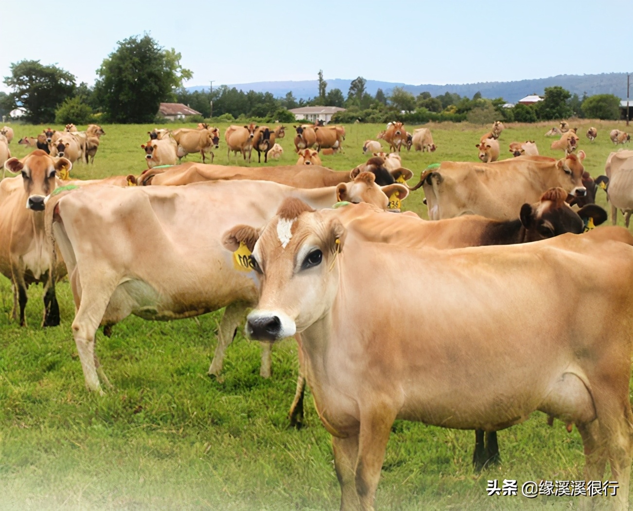 伊利金典娟姗纯牛奶冬日限定,a2纯牛奶和娟姗奶什么区别