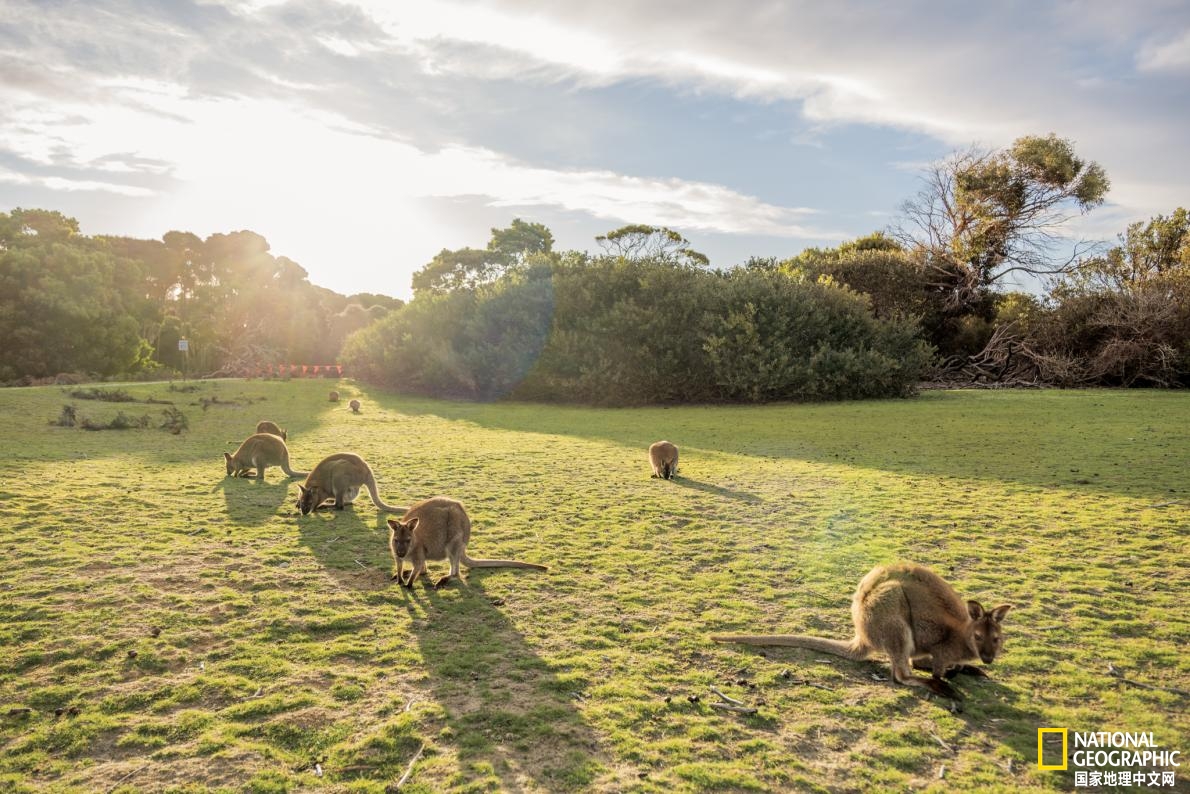 沙袋鼠用什么除草剂,沙袋鼠的特征