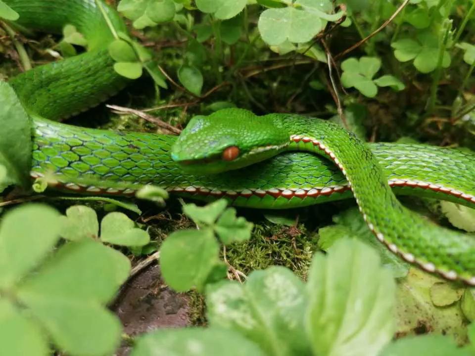 中国剧毒蛇都有哪些 (中国剧毒蛇有几种)