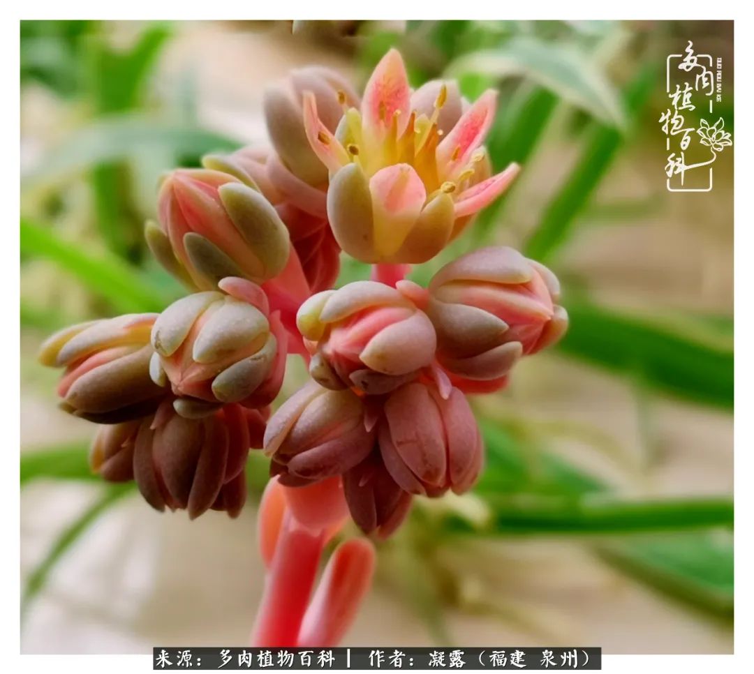 多肉日记严选,多肉日记大全100字