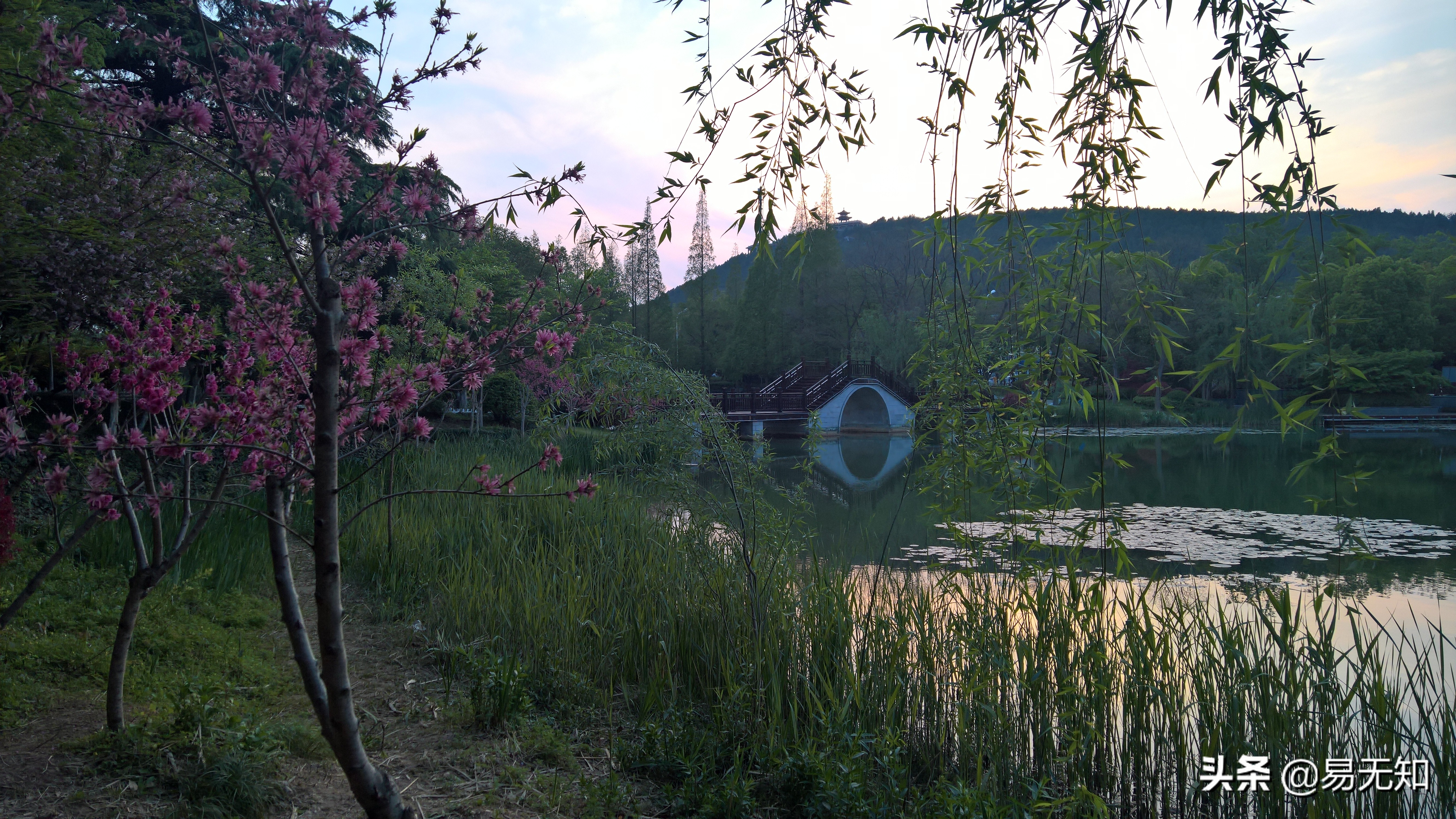 徐州彭祖园樱花美景,亲近自然之美彭祖园赏花正当时