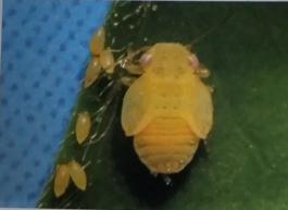 如何杀灭木虱,小虫子大危害