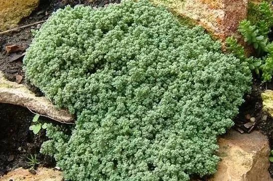 岩石花园景区,岩石园常用花卉