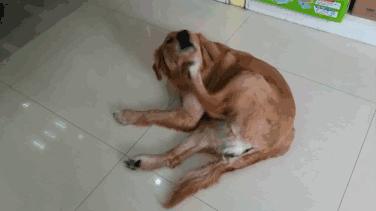 狗狗经常挠痒用什么药好,狗狗经常挠痒下巴