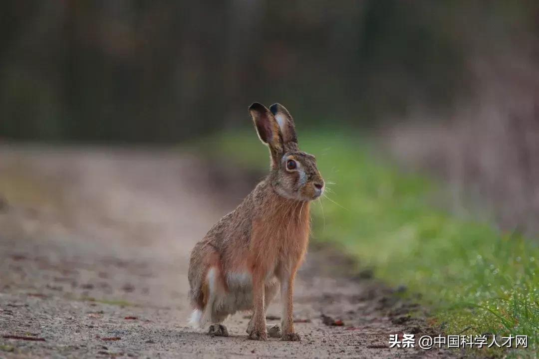博士和硕士差距大吗,双非博士和985硕士含金量