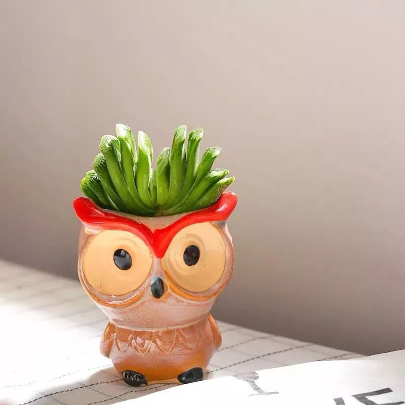 八种好看又好养的多肉，看看你家养了几种？