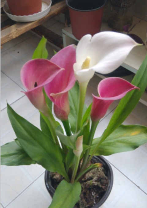 家庭阳台栽培最好的花卉,适合阳台种植的不死苗盆栽