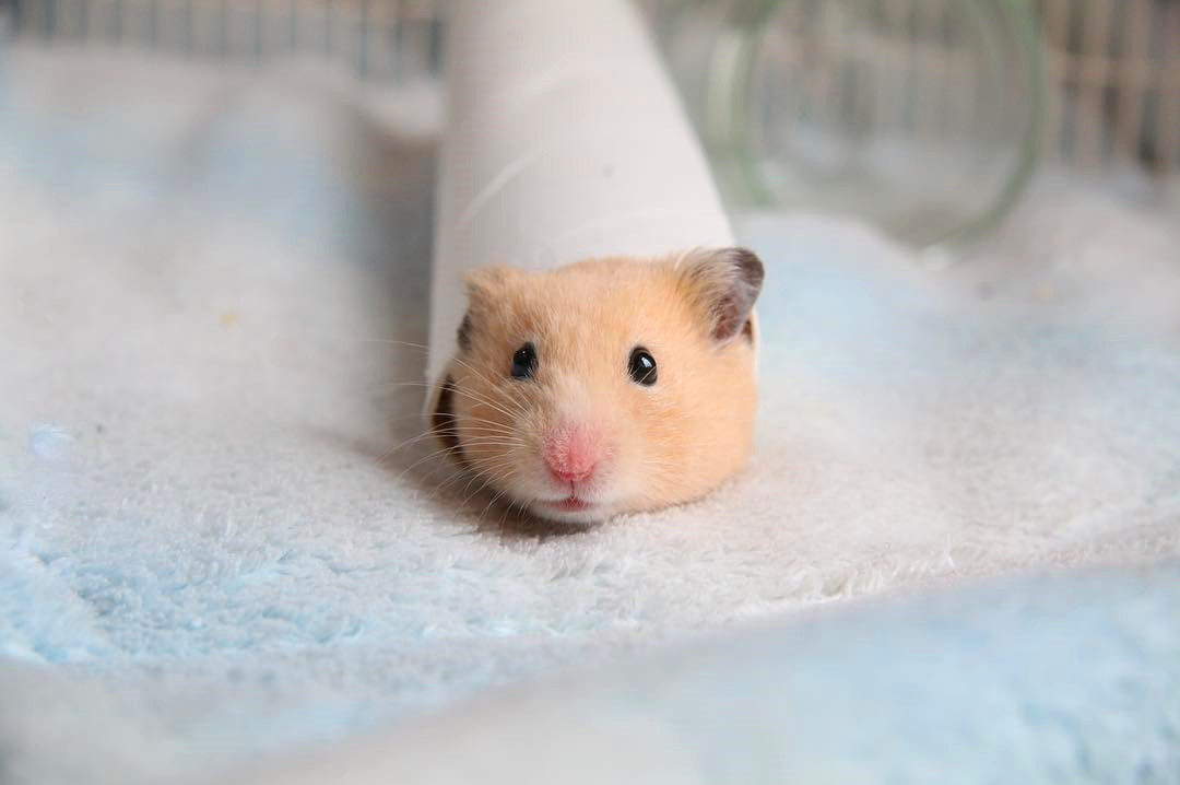 没时间陪仓鼠怎么跟仓鼠亲近,仓鼠太凶不敢戴牵引绳怎么办