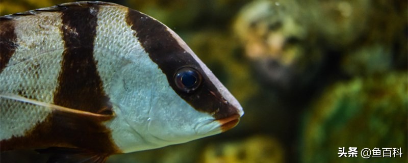 鱼翻肚但是没死什么原因,鱼翻肚子了还活着怎么回事