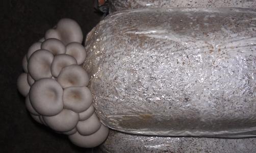 平菇种植方法及配料,平菇从种到采收要需要多长时间