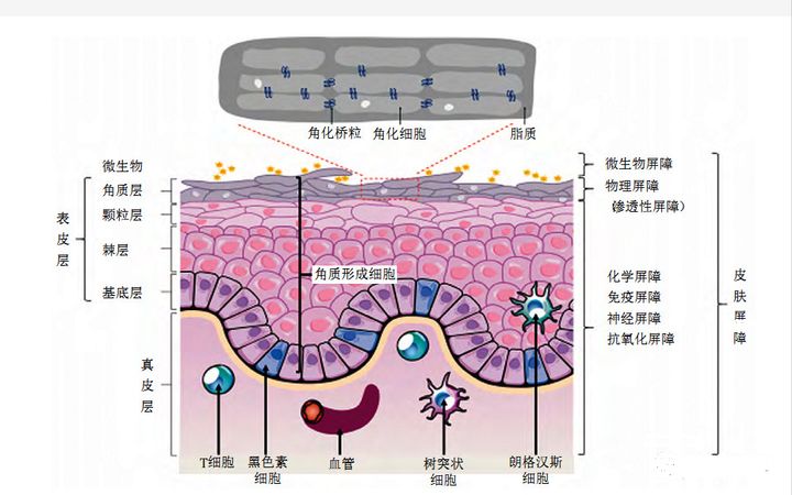 什么样的洗面奶平价好用,值得回购的平价和贵妇洗面奶