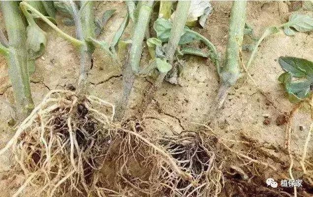 烂脖子怎么治疗最有效,烂脖子病和茎基腐病一样吗