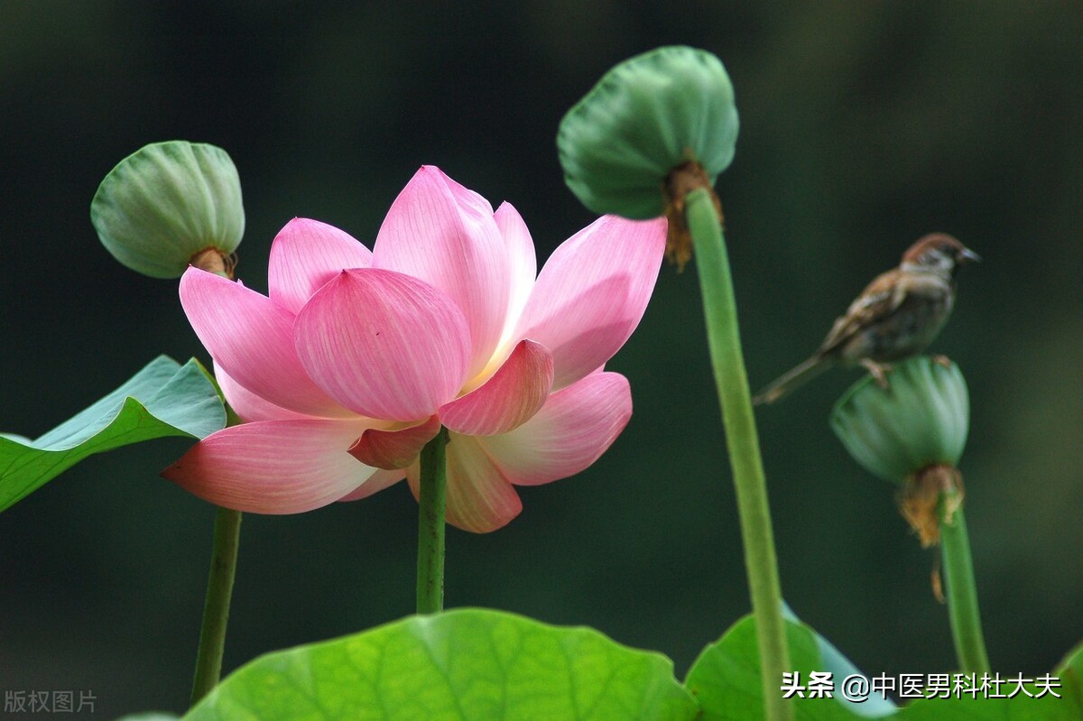 畏寒怕冷,脉象沉紧,体内寒邪过重,中医如何调理?