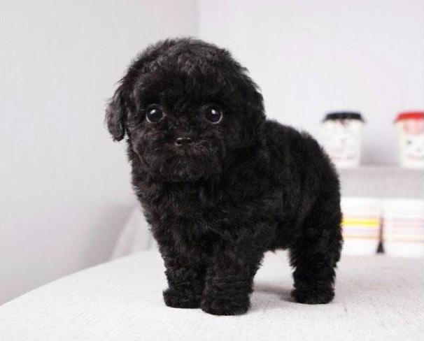 泰迪2个月吃什么,泰迪2个月吃什么鱼油