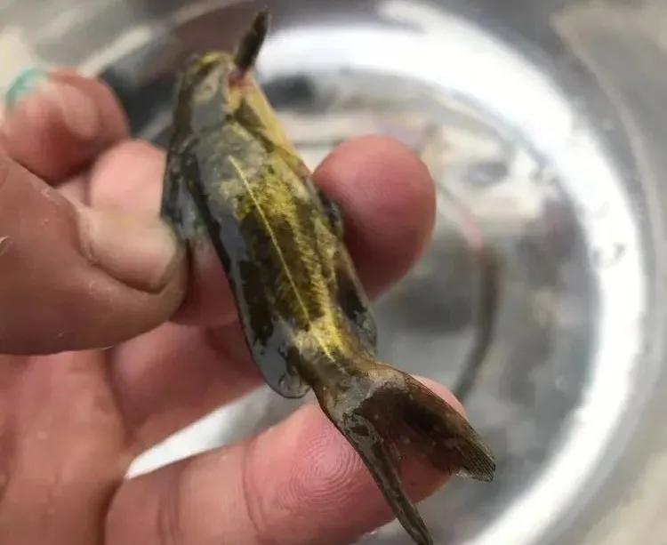 防止小瓜虫最好的方法,小瓜虫高发期怎么治