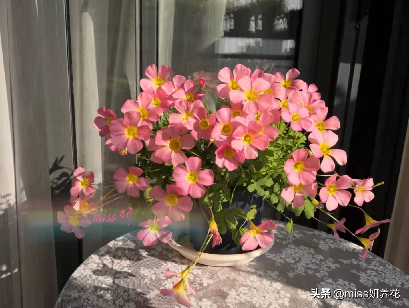 酢浆草种球品种图鉴大全,酢浆草种球品种图鉴