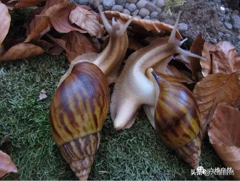 吃植物吃土吃水泥，还有什么是它不能食？非洲大蜗牛入侵世界各地