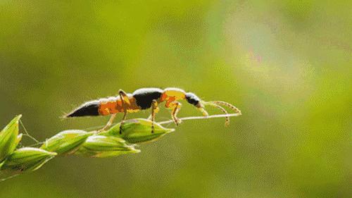 遇到这些虫子千万别拍它,提高警惕遇到这些虫子千万别乱拍