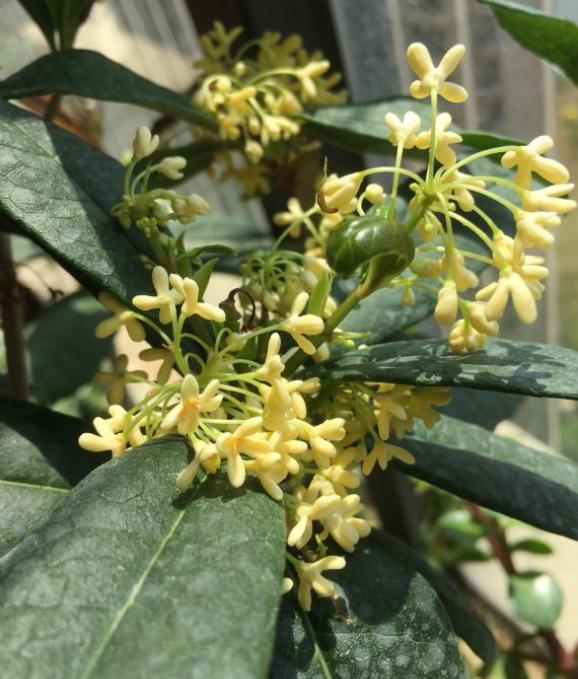 日香桂一年四季的养护教程,四季桂和日香桂哪个开花更勤