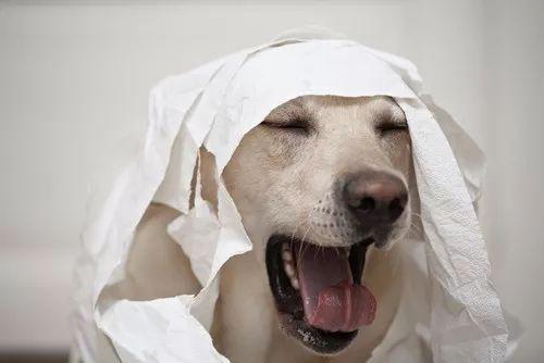 铲屎官有哪些小事,铲屎官的问题