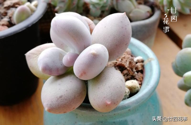 多肉浇水后还是皱巴巴的,多肉叶片干瘪发皱浇水后也不恢复