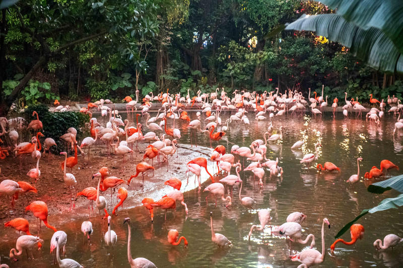 广州长隆野生动物世界的游玩攻略,广州长隆野生动物世界一日游回顾