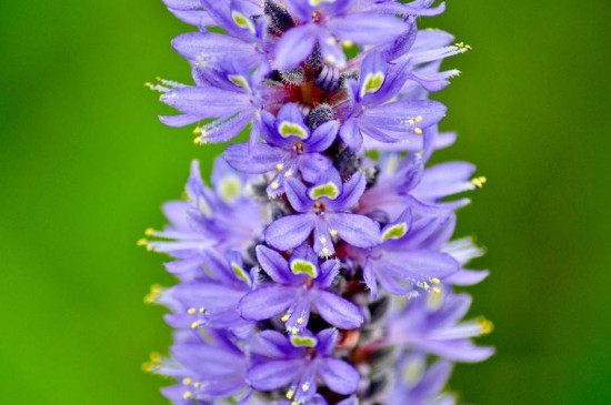 薰衣草采集攻略分享,薰衣草如何收种子