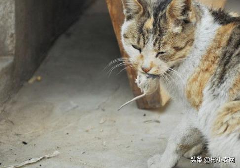 家里有老鼠怎么办老鼠吃什么,老鼠每个地方都有吗